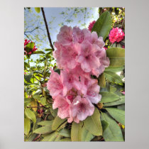Pink Rhododendron