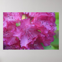 PINK RHODODENDRON! POSTERS