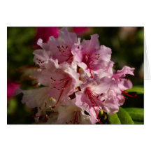 Pink Rhododendrons Cards