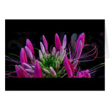 Pink Ribbons Greeting Card