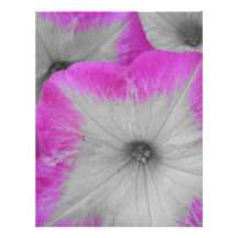 Pink Rimmed black and white petunias Customized Letterhead