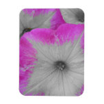 Pink Rimmed Petunia magnets
