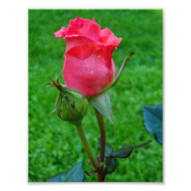 pink rose 01 photo