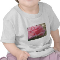 Pink Rose 3 Angelic