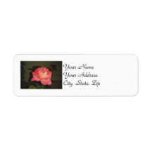 Pink Rose at Night Return Address Labels