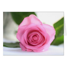 Pink rose, blank card