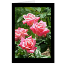 Pink Rose - Blank Card