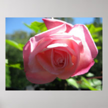 Pink Rose Bloom Posters