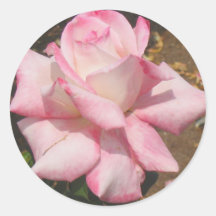 Pink Rose Bloom Sticker
