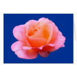 Pink Rose - Blue cards