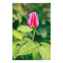 Pink rose bud photographic print