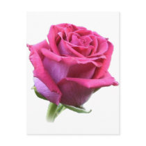 Pink Rose Bud Postcard