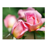 Pink Rose Bud  Postcard