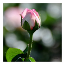 Pink Rose Bud posters