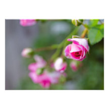 Pink Rose Buds Personalized Announcement