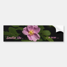 Pink Rose Bumper Sticker