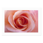 Pink Rose Business Card Templates
