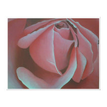 Pink Rose Canvas Prints