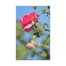 Pink rose gallery wrapped canvas