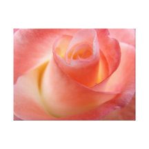 Pink Rose canvas art prints Floral Gallery Wrapped Canvas