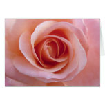 Pink Rose cards