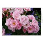 Pink Rose Greeting Cards