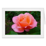 Pink Rose cards