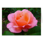 Pink Rose cards