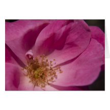 Pink Rose Card