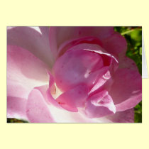 Pink rose cards