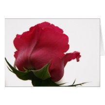 Pink Rose Cards