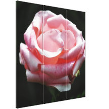 Pink Rose Close-up 2 Gallery Wrap Canvas