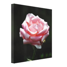 Pink Rose Close-up Canvas Print