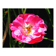 Pink Rose Close Up Photographic Print