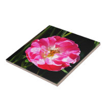 Pink Rose Close Up Tiles