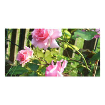Pink rose customized photo card
