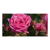 Pink Rose DSC3331