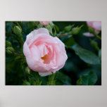 Pink Rose DSC3678 Print