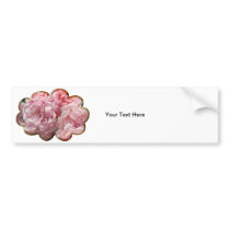 Pink Rose "Felicia" Bumper Sticker