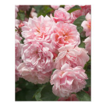 Pink Rose "Felicia" Photo Print