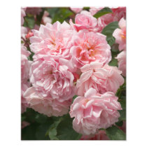 Pink Rose "Felicia" Photo Print