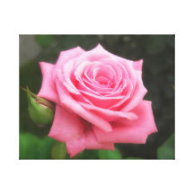 Pink Rose flower Canvas Wrap Print Gallery Wrap Canvas