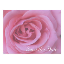 Pink Rose Flower Petals Save the Date Postcard