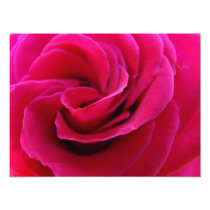 Pink Rose Flower Photography art prints