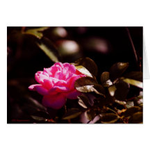 Pink Rose Greeting Card