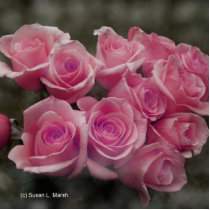 Pink rose group bunch photograph design
