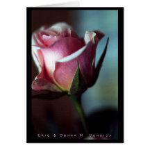 Pink Rose II Greeting Cards