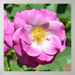 Pink Rose in Summer Posters