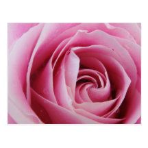 Pink Rose In The Rain Post Cards