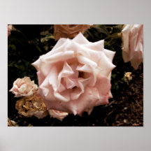 Pink Rose Macro Print
